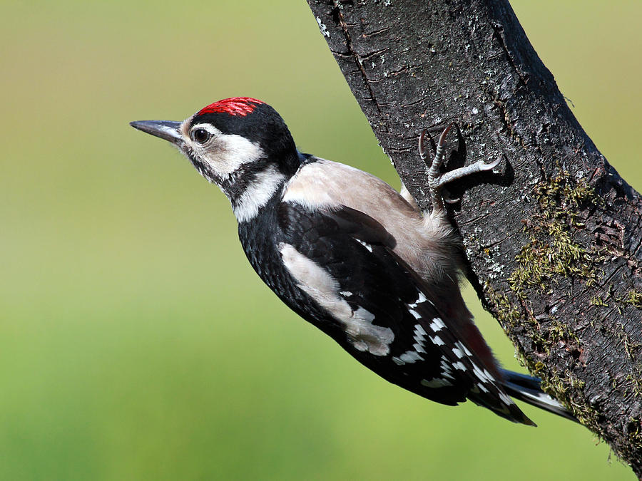 Great spotted woodpecker Photograph by Grant Glendinning