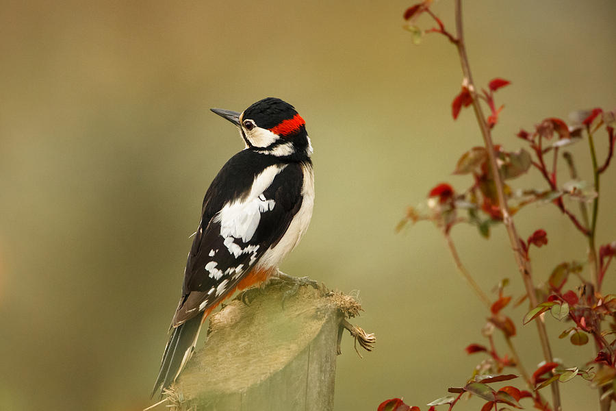 Woodpecker Photograph - Great spotted woodpecker by Izzy Standbridge
