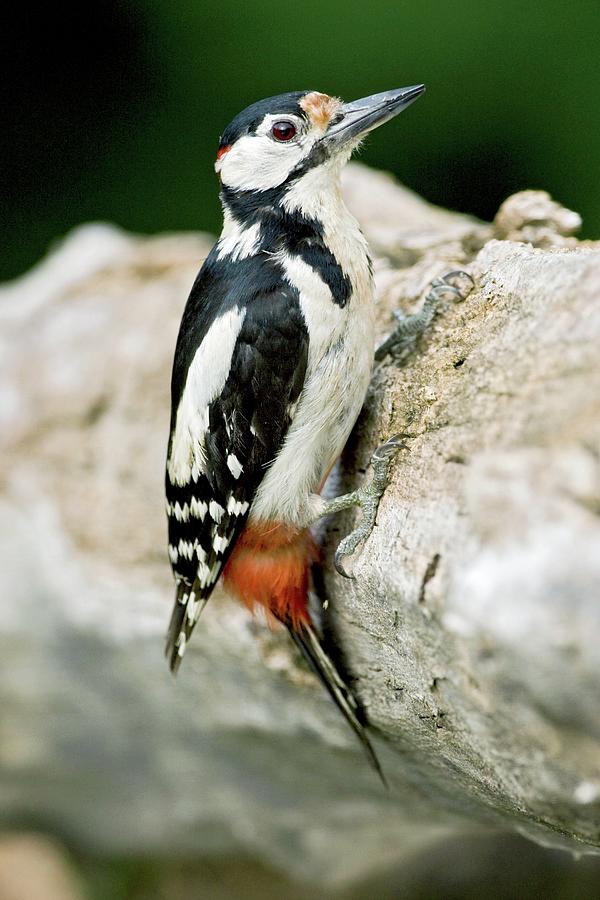 Great-spotted Woodpecker Photograph by John Devries/science Photo Library