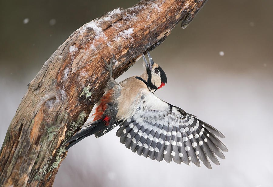 Great Spotted Woodpecker Male Sweden Photograph by Franka Slothouber