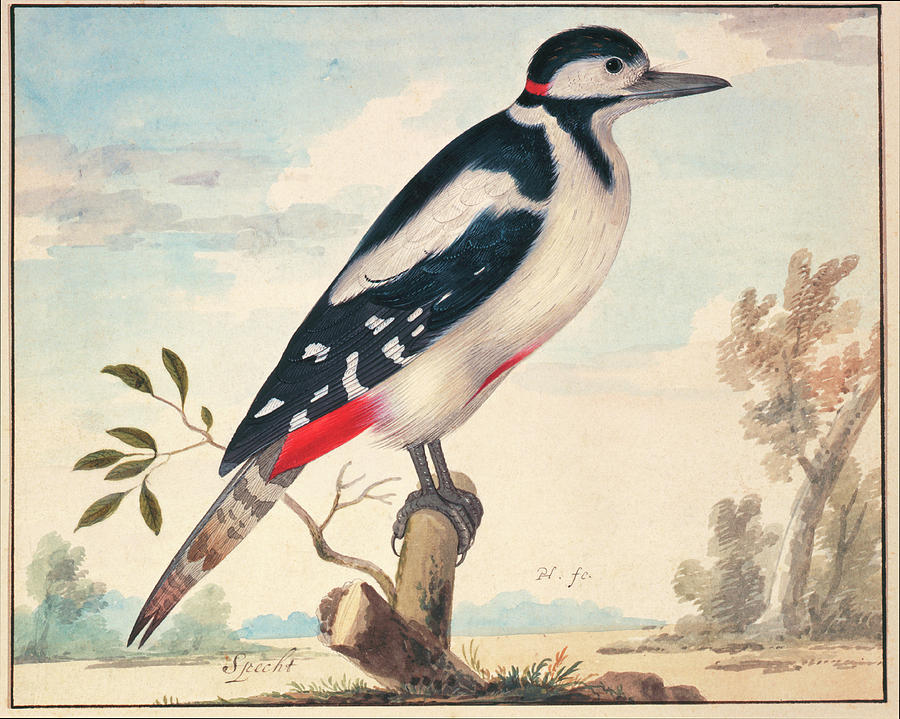 Great Spotted Woodpecker Photograph by Natural History Museum, London/science Photo Library