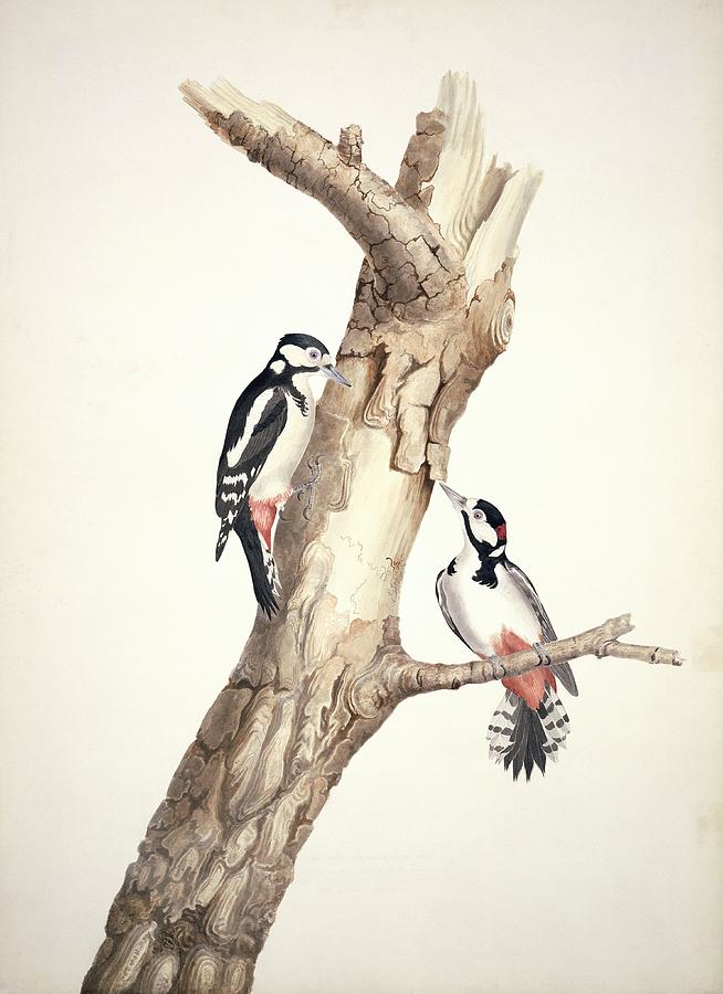 Great spotted woodpeckers, artwork by Science Photo Library