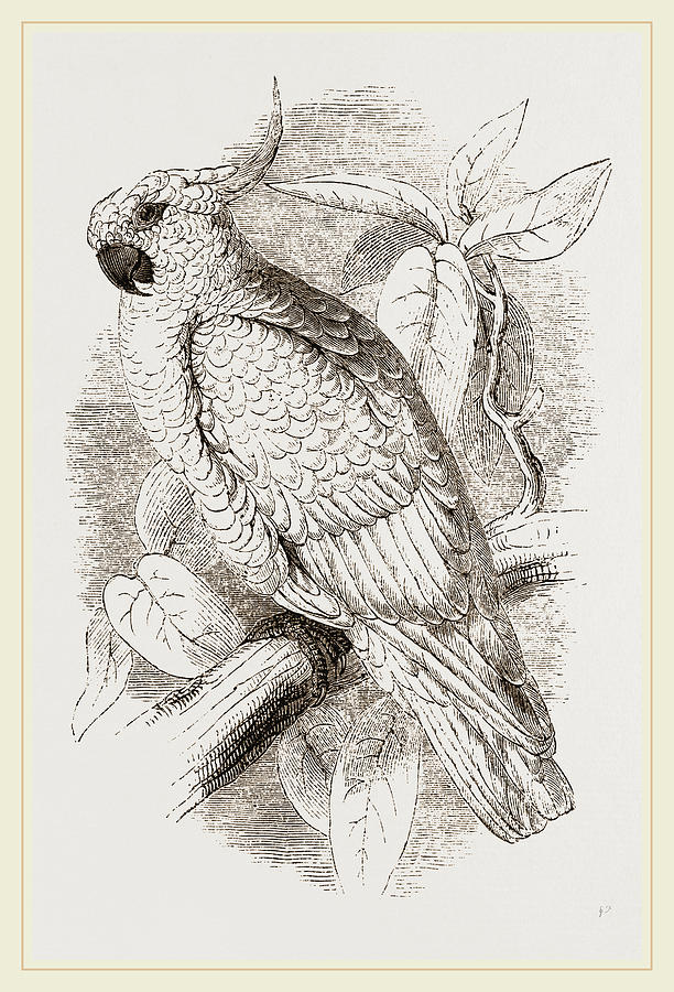 Nature Drawing - Great Sulphur-crested Cockatoo by Litz Collection