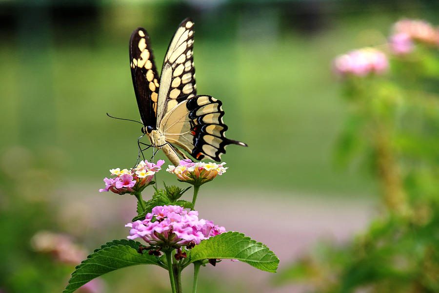 Great Swallowtail Butterfly Photograph by Lorri Crossno - Fine Art America