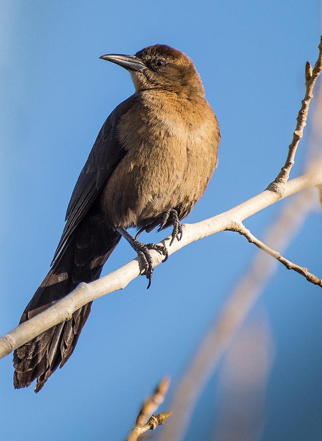 Great-tailed Grackle female Photograph by Janis Knight