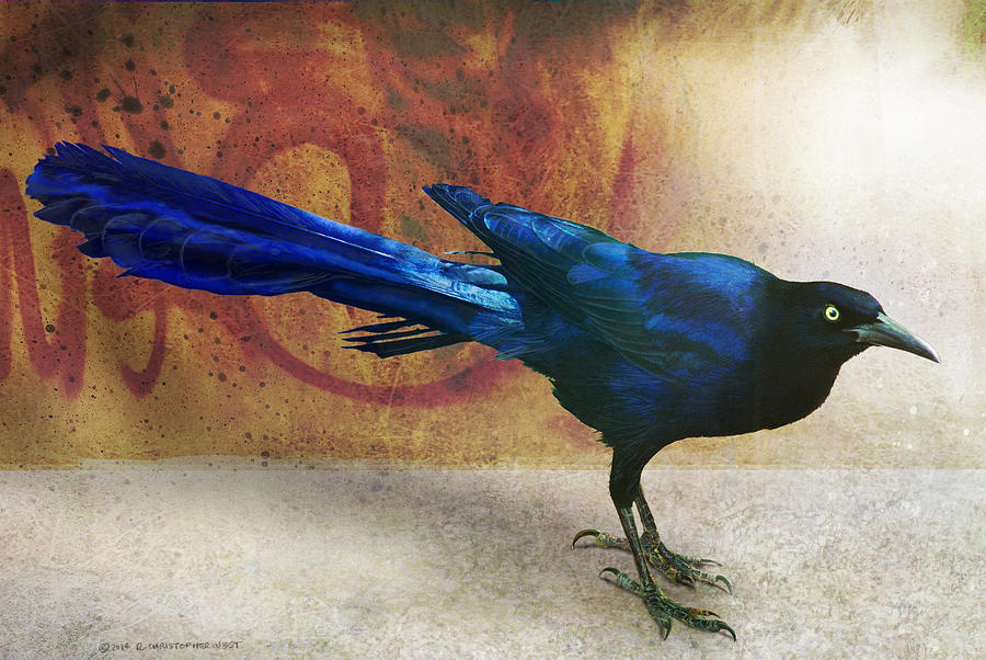 Bird Painting - Great Tailed Grackle by R christopher Vest