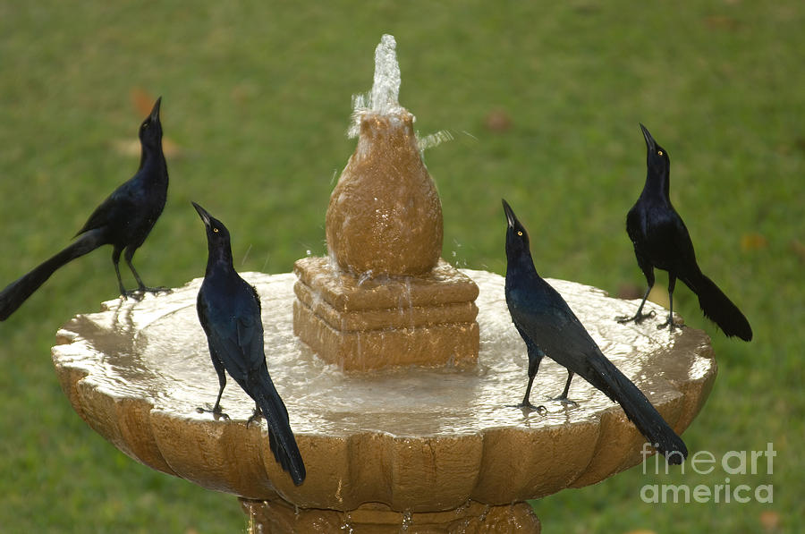 Great-tailed Grackles At A Fountain Photograph by Ron Sanford