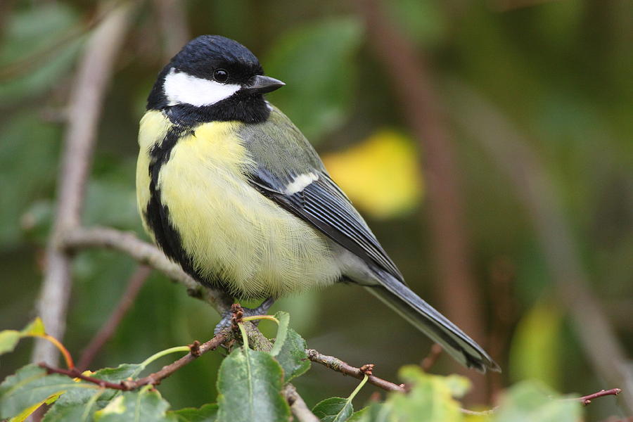Great Tit Photograph by Bruce J Robinson