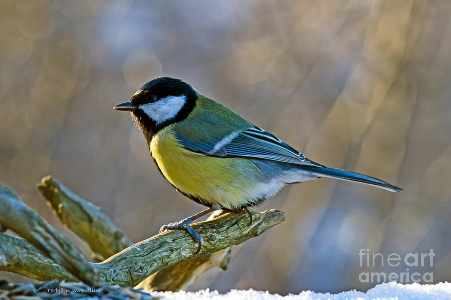 Great Tit facing the sun Photograph by Torbjorn Swenelius