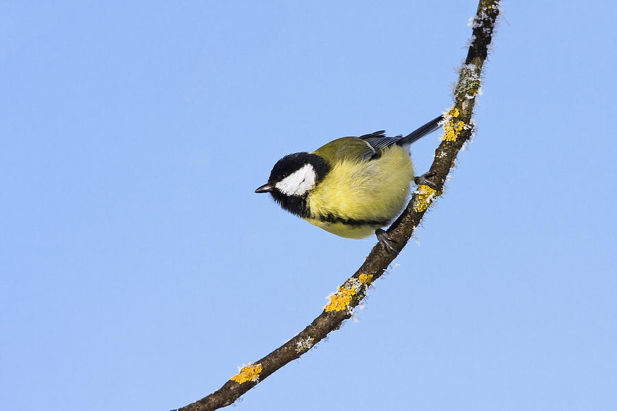 Great Tit In Winter Bavaria Photograph by Konrad Wothe