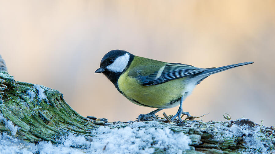 Wildlife Photograph - Great Tit on Snow by Torbjorn Swenelius