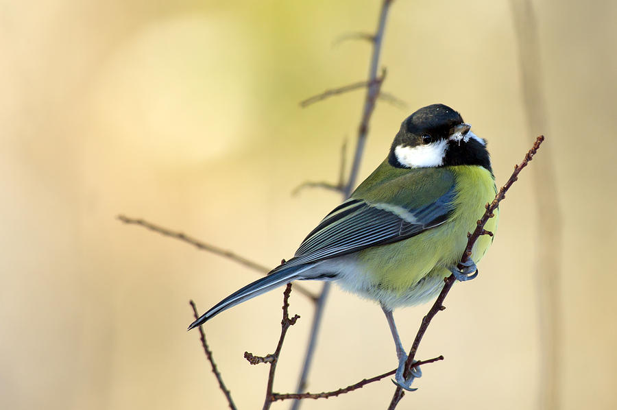 Great Tit on the twig Photograph by Torbjorn Swenelius