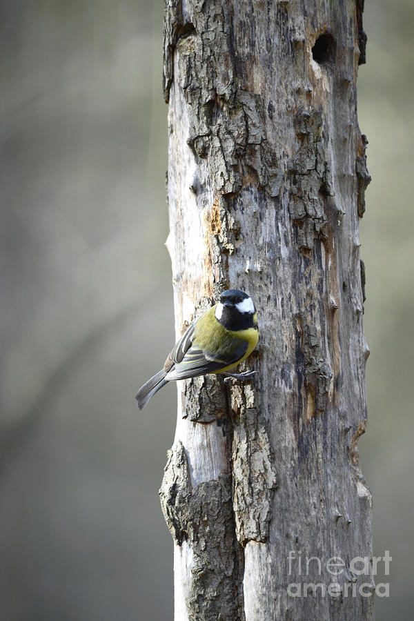 Bird Photograph - Great Tit Peeking by Leanne Byrom