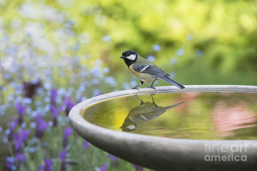 Great Tit Reflection  Photograph by Tim Gainey