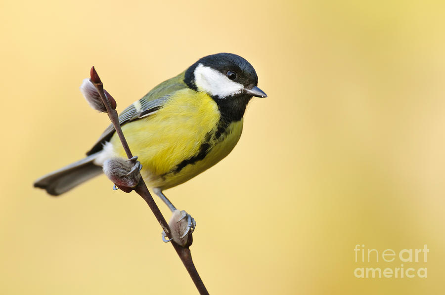 Great Tit Photograph by Willi Rolfes