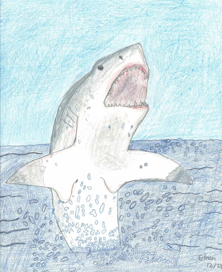 Great White Breaching Drawing by Fred Hanna | Fine Art America