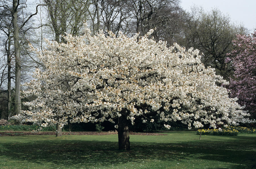 Great White Cherry Tree Photograph by Jim D Saul/science Photo Library