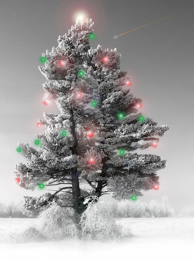 Great White Christmas Pine Photograph by John Bartosik