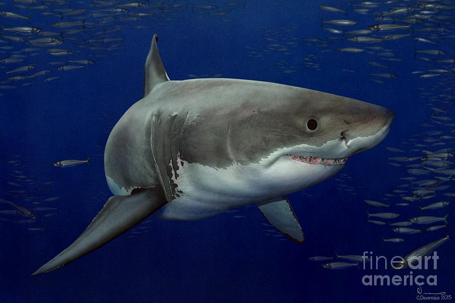 Sharks Digital Art - Great White by Chuck Devereaux Art
