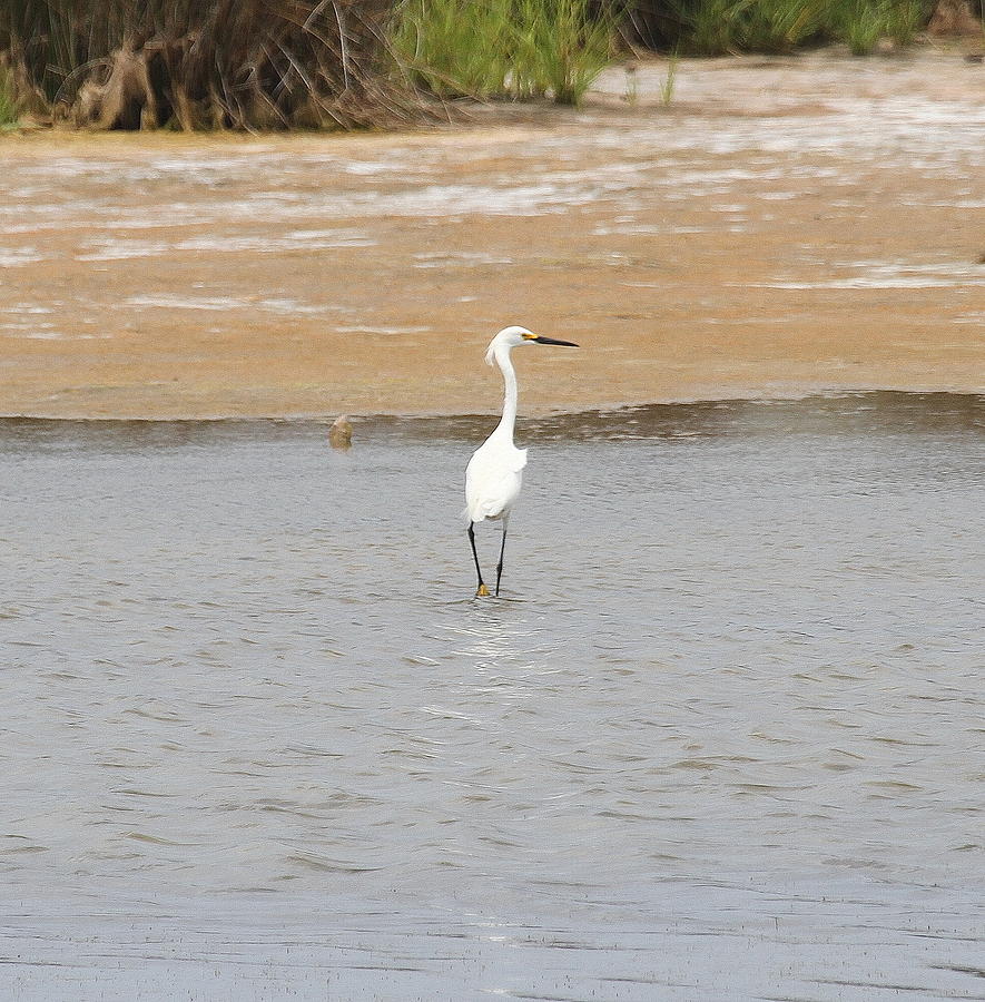 Egret Photograph - Great White Egret 11 by Cathy Lindsey