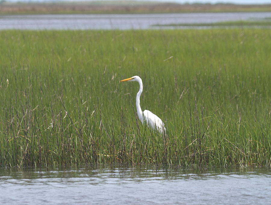 Egret Photograph - Great White Egret 2 by Cathy Lindsey