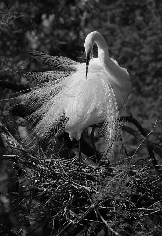Great White Egret - Afternoon Grooming in Black and White Photograph by Suzanne Gaff