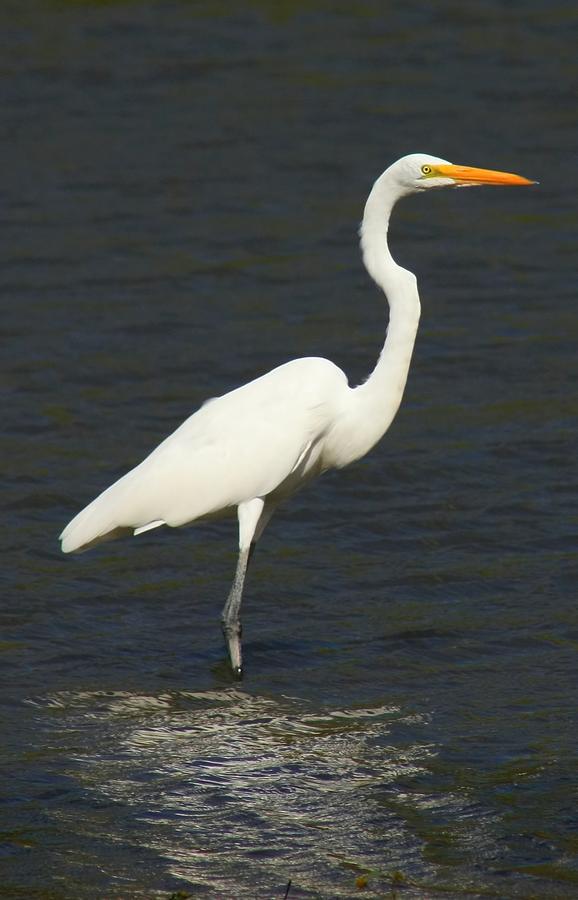 Great White Egret Photograph by Amanda Stadther