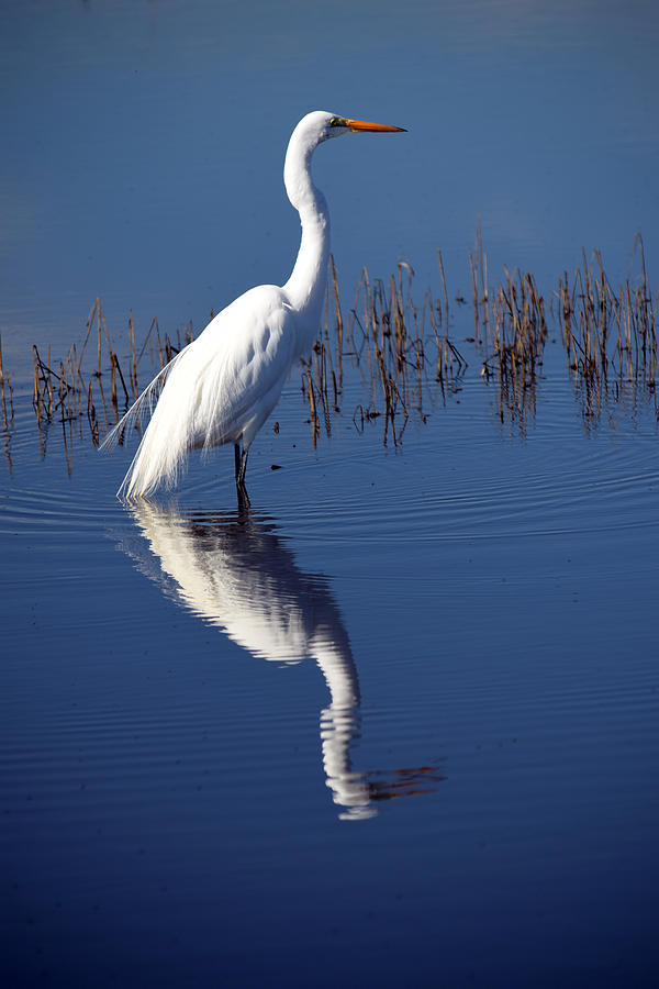Great White Egret And Reflection Photograph by Frank Wilson