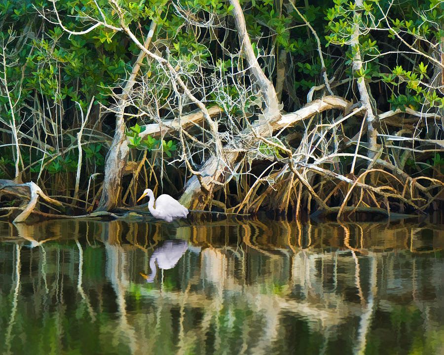 Great White Egret and Reflection in Swamp Mangroves Photograph by Ginger Wakem