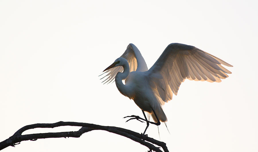 Egret Photograph - Great White Egret at Sunset by Jean Clark