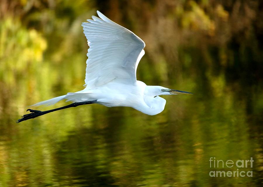 Great White Egret at Sunset Photograph by Sabrina L Ryan