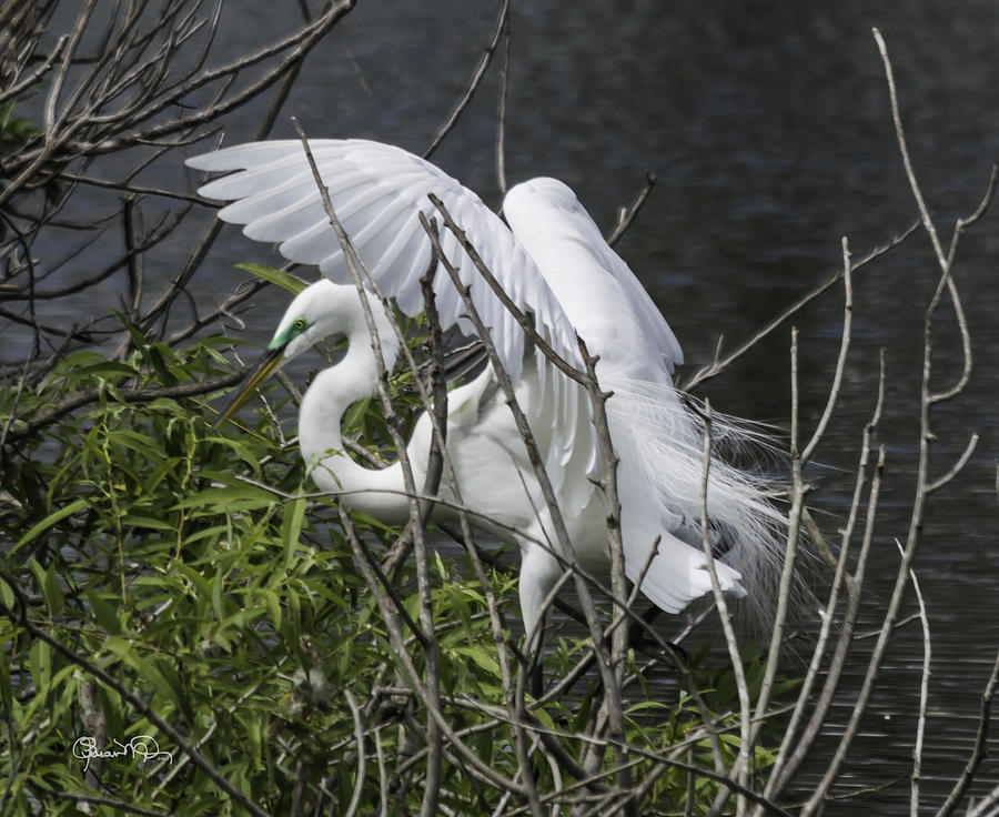 Great White Egret Building A Nest I Photograph by Susan Molnar