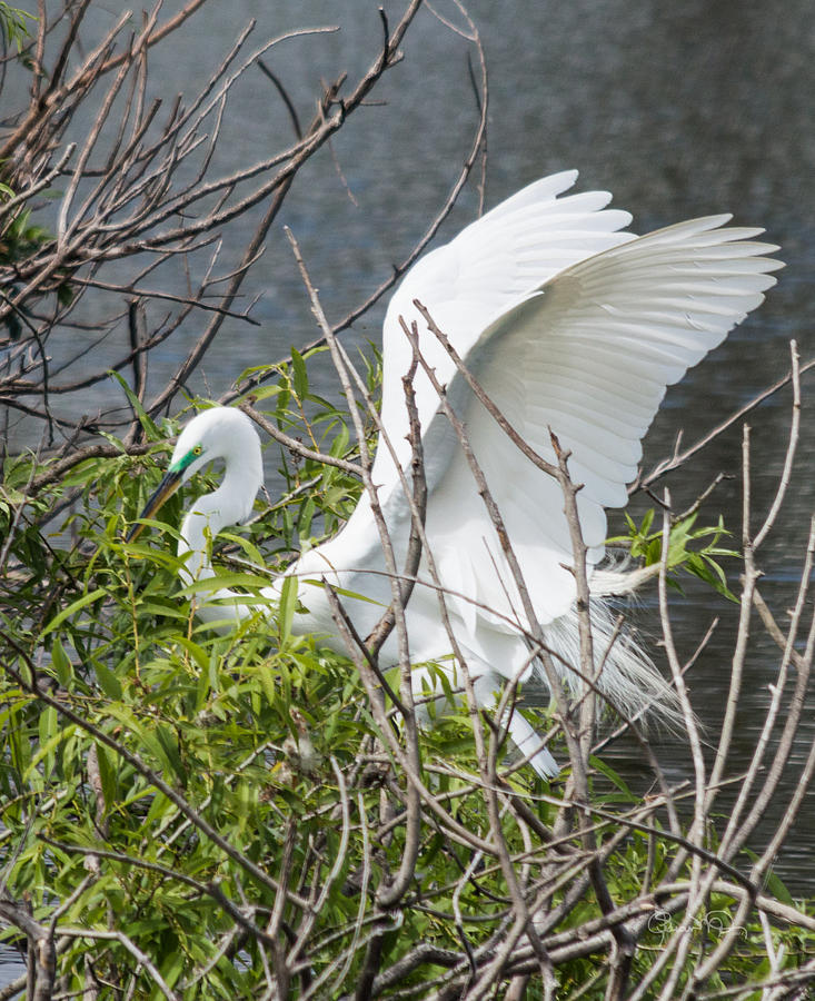 Great White Egret Building A Nest II Photograph by Susan Molnar