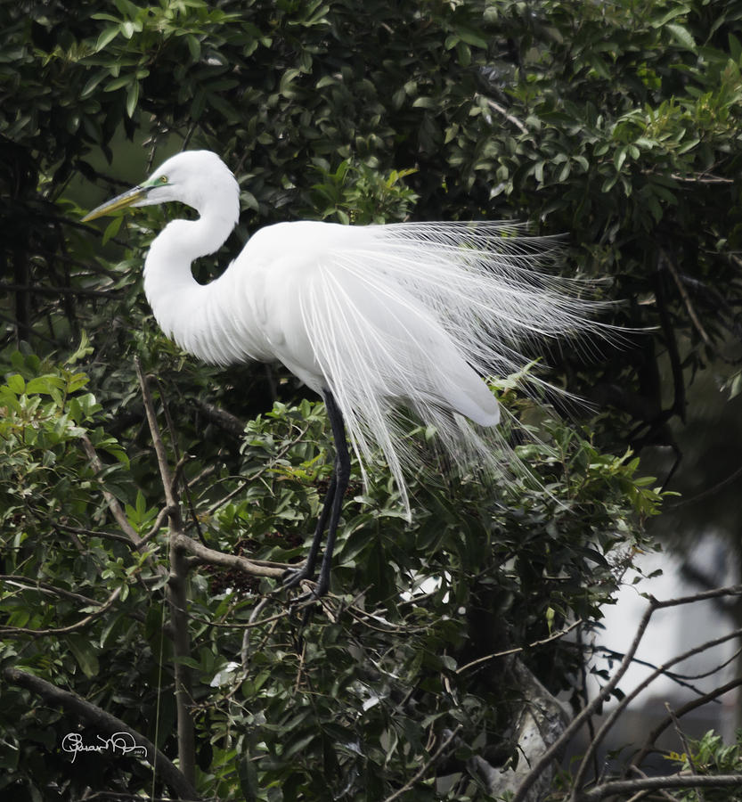 Great White Egret Building A Nest VII Photograph by Susan Molnar
