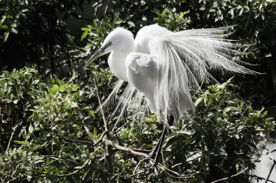 Great White Egret Building A Nest XI Photograph by Susan Molnar