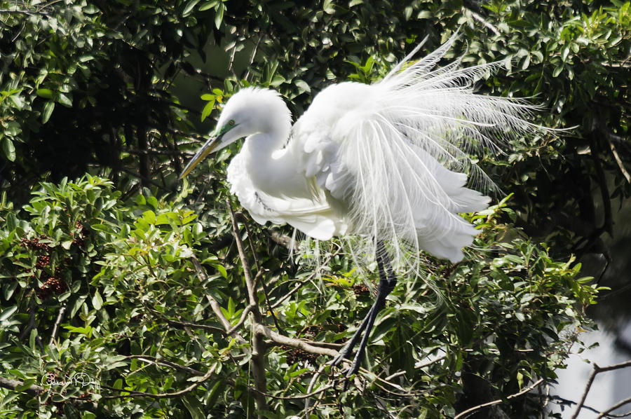 Great White Egret Building A Nest X Photograph By Susan Molnar - Fine 