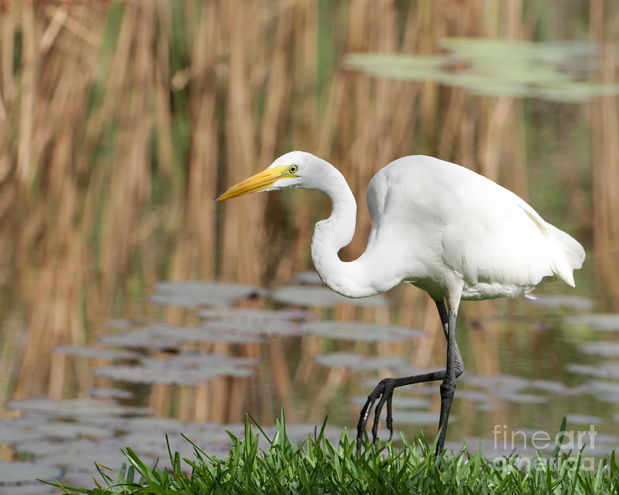 Great White Egret by the River Too Photograph by Sabrina L Ryan