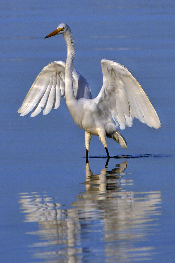 Great White Egret Digital Art by Carolann Cahill - Pixels