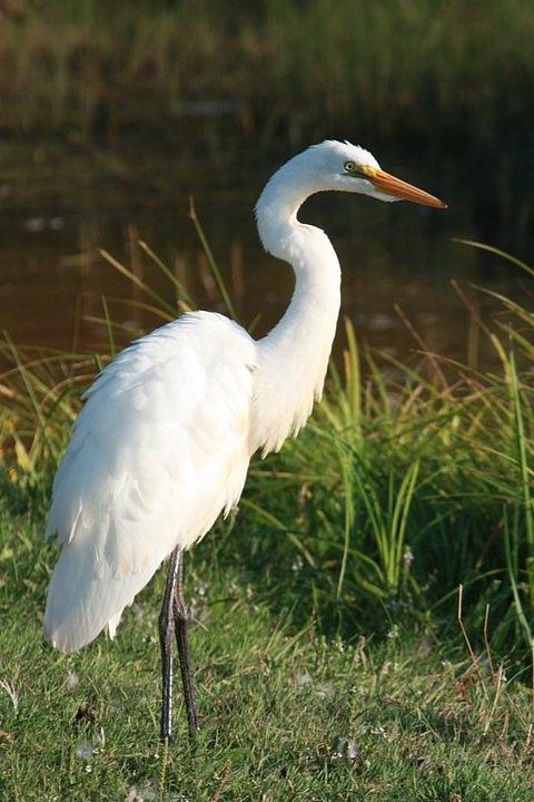 Great White Egret Photograph by Cathi Williams | Fine Art America