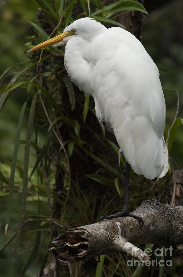 Great White Egret Costa Rica Photograph by Bob Christopher