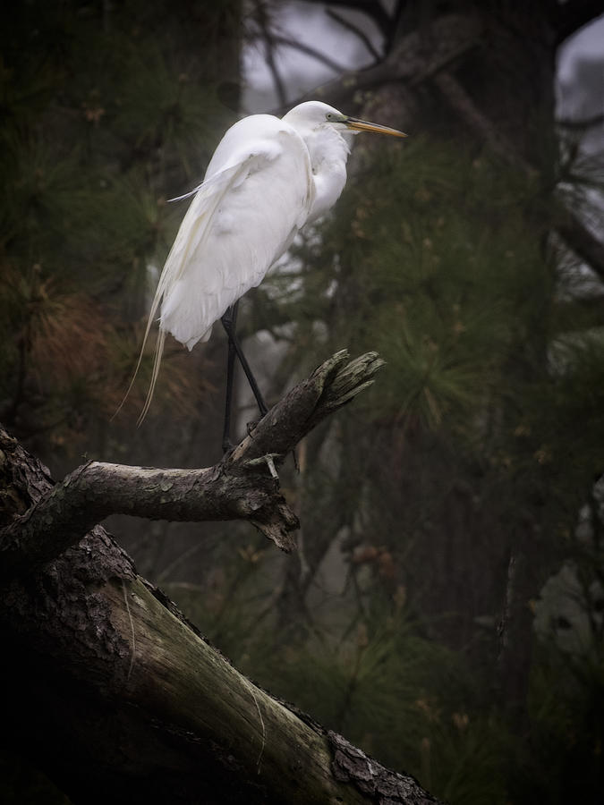 Great White Egret Photograph by David Kay