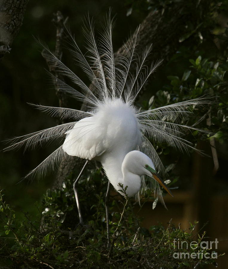 Great White Egret Displaying Photograph by Myrna Bradshaw - Fine Art ...