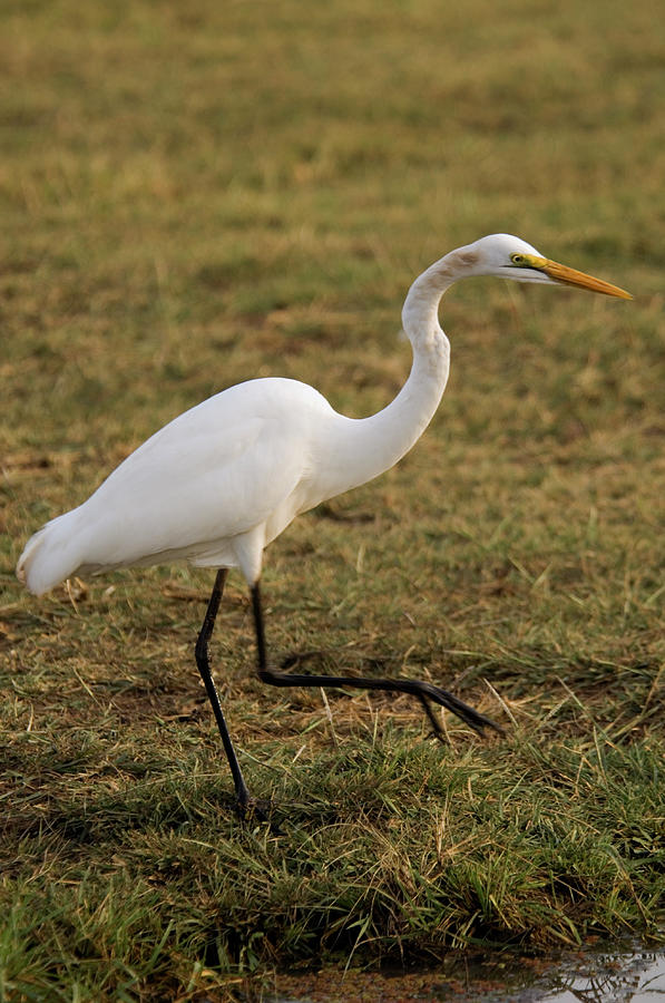 Great White Egret Egretta Alba By Ariadne Van Zandbergen