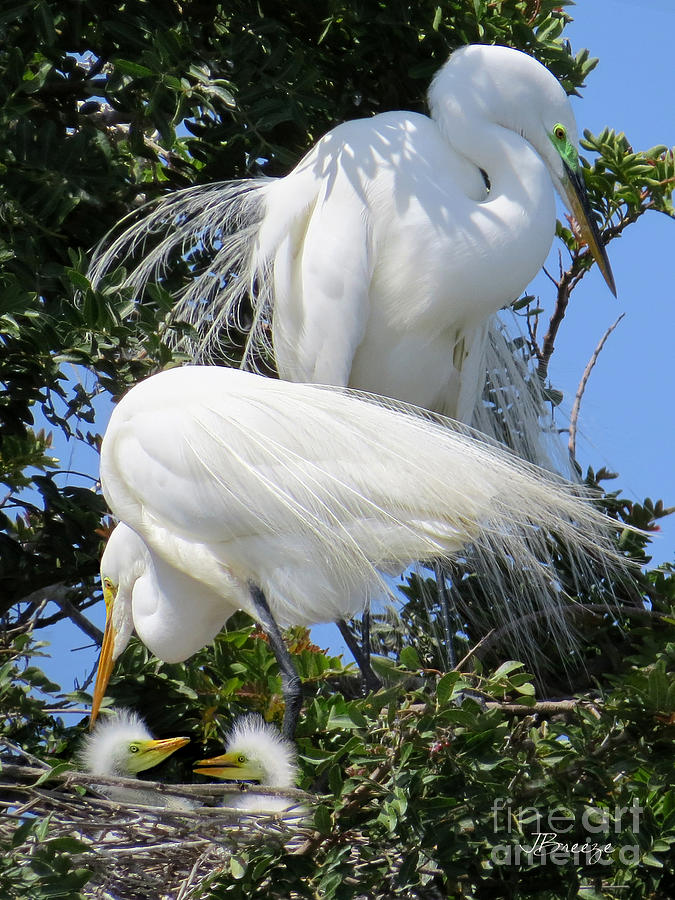 Great White Egret Family Photograph by Jennie Breeze