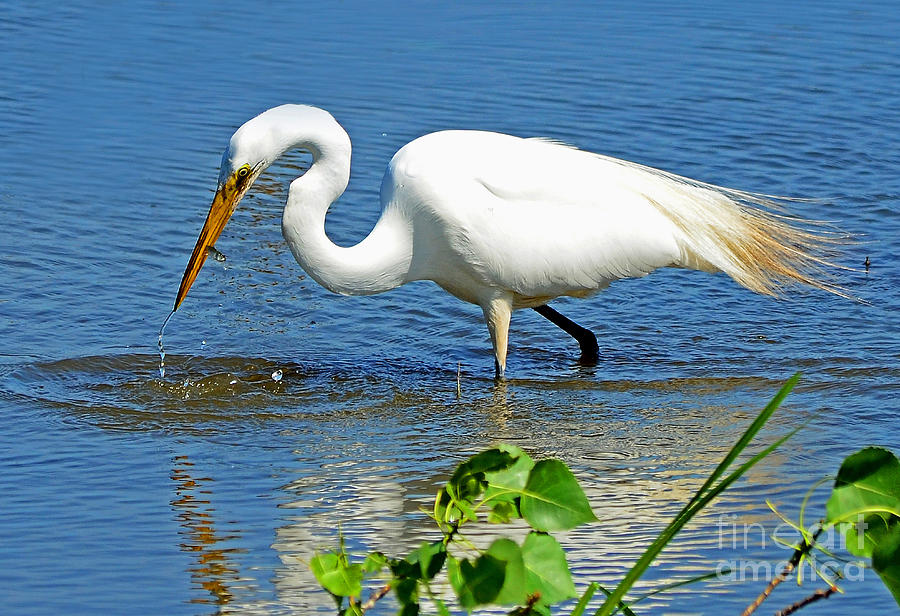 Great White Egret Fishing Photograph by Rodney Campbell