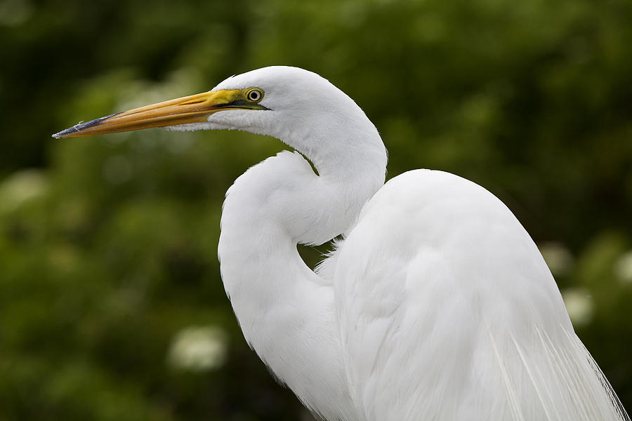 Great White Egret Photograph by Gary Regulski