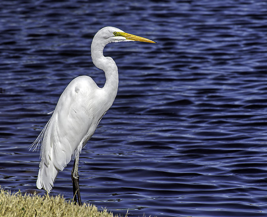 Great White Egret Photograph by George Davidson
