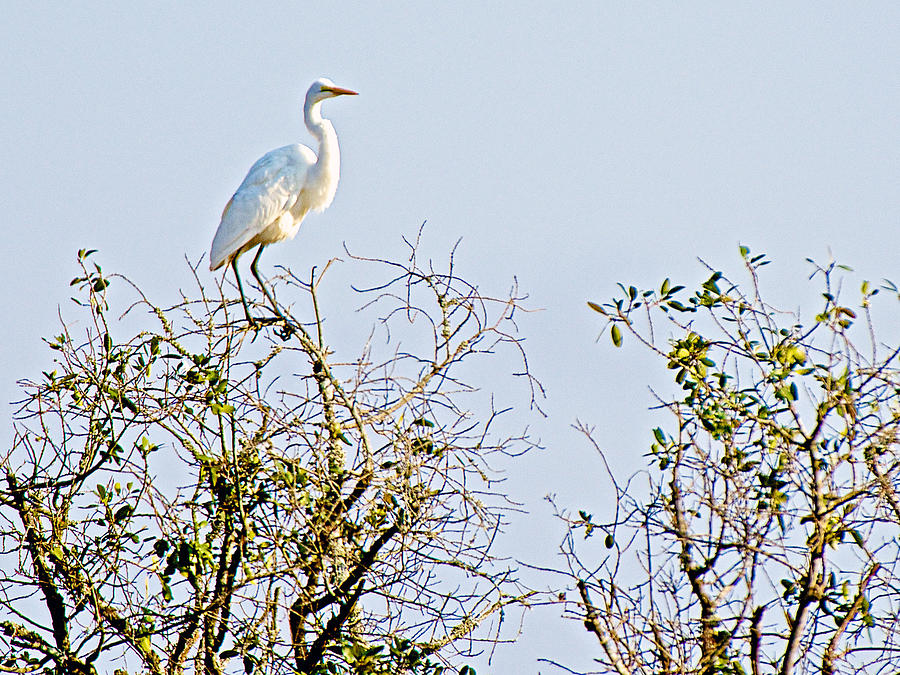 Great White Egret in Hluhluwe-Umfolozi Game Reserve-South Africa ...