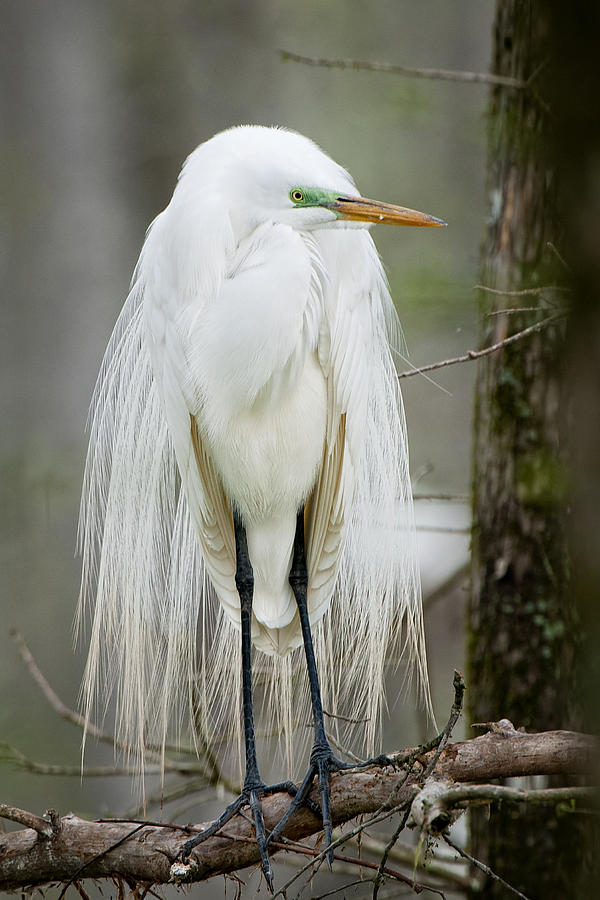 Great White Egret in Mating Plumage Photograph by Bonnie Barry