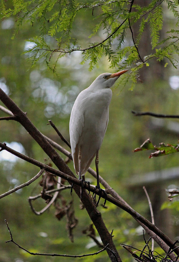 Wildlife Photograph - Great White Egret Under the Forest Canopy by Suzanne Gaff